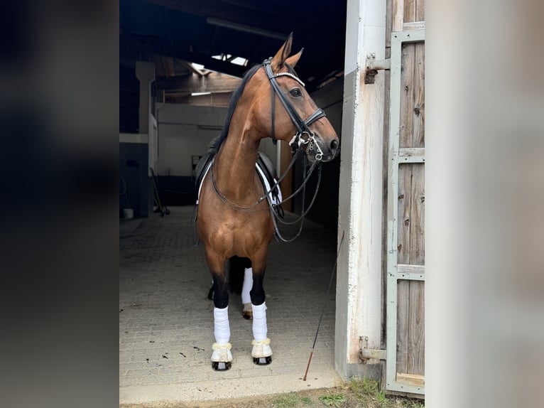 Deutsches Reitpferd Stute 10 Jahre 168 cm Dunkelbrauner in Immenhausen