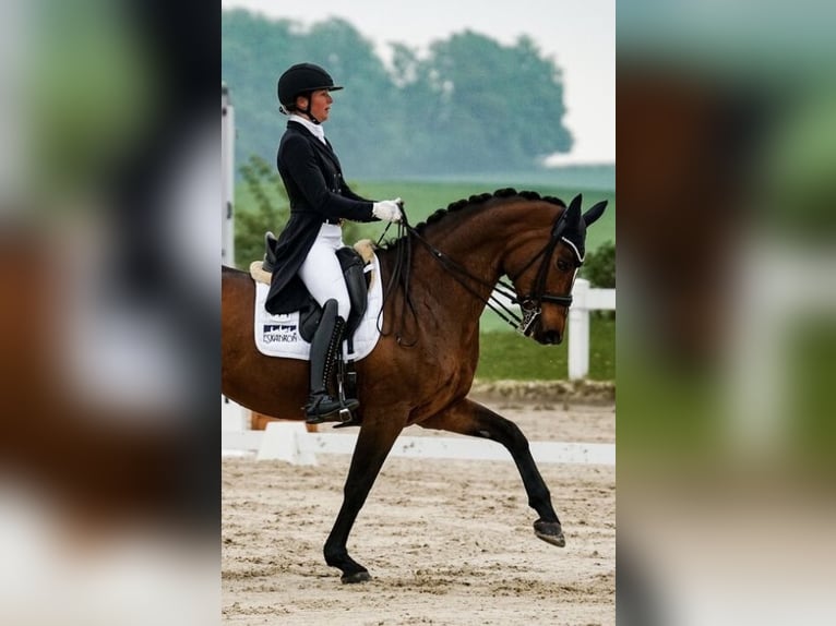 Deutsches Reitpferd Stute 10 Jahre 168 cm Dunkelbrauner in Immenhausen