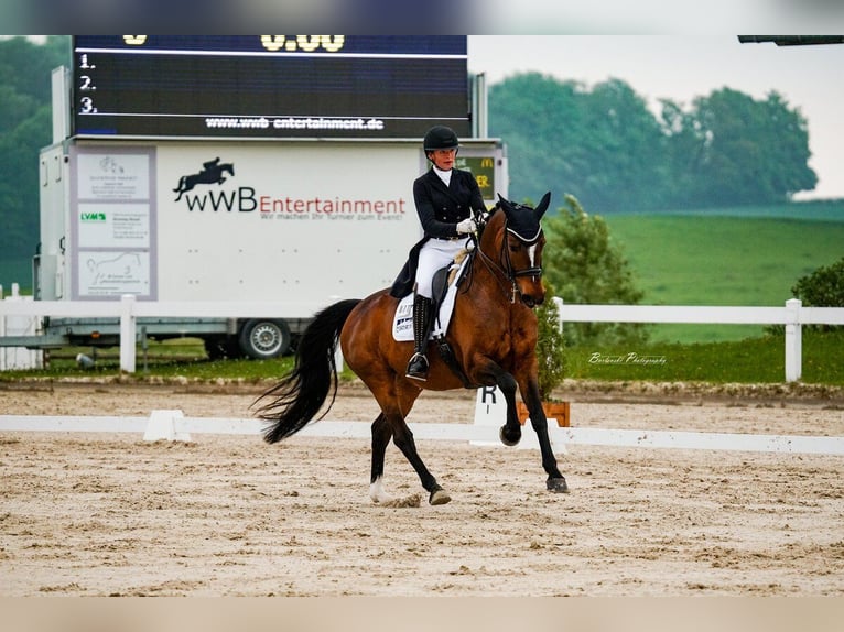 Deutsches Reitpferd Stute 10 Jahre 168 cm Dunkelbrauner in Immenhausen