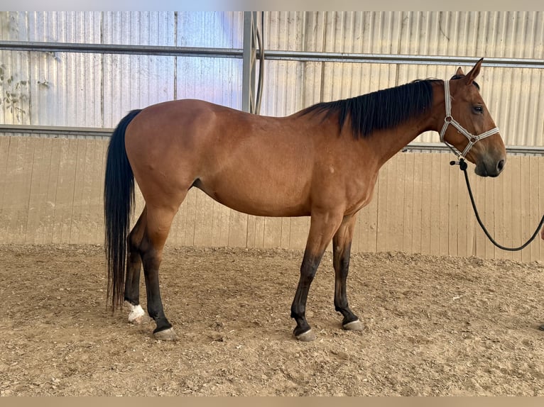 Deutsches Reitpferd Stute 10 Jahre 168 cm Dunkelbrauner in Weiterstadt