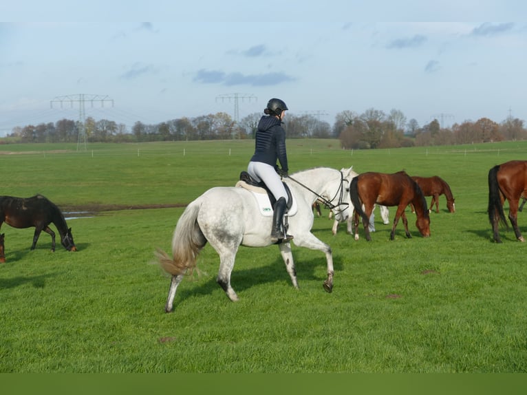 Deutsches Reitpferd Stute 10 Jahre 168 cm Schimmel in Ganschow