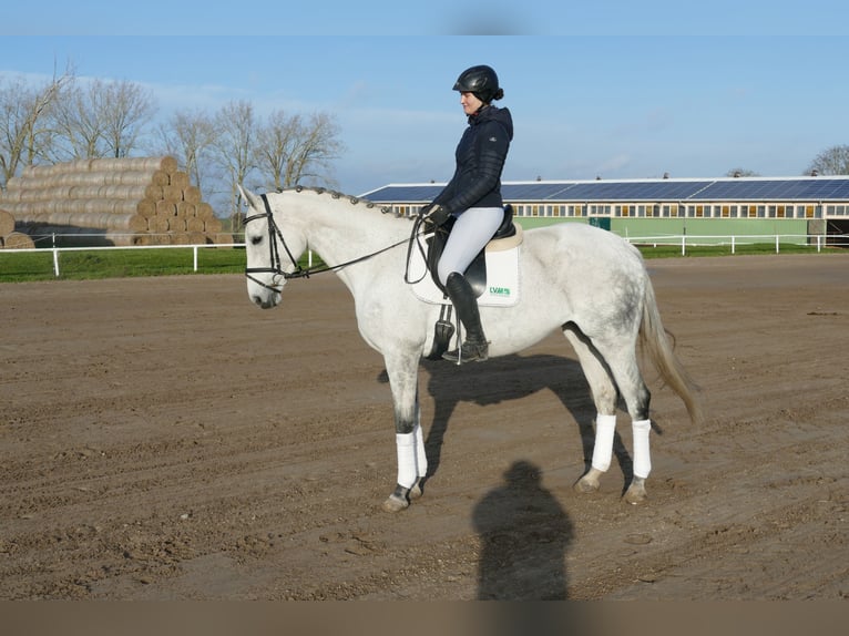 Deutsches Reitpferd Stute 10 Jahre 168 cm Schimmel in Ganschow