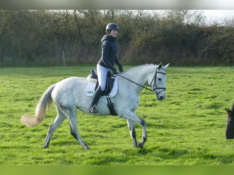 Deutsches Reitpferd Stute 10 Jahre 168 cm Schimmel in Ganschow