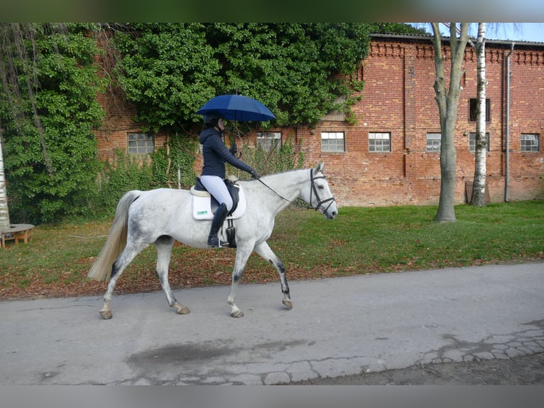 Deutsches Reitpferd Stute 10 Jahre 168 cm Schimmel in Ganschow