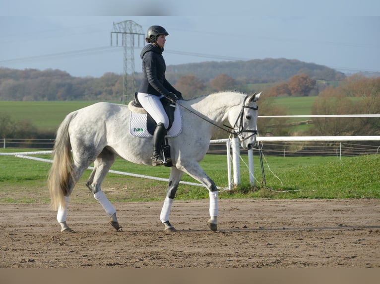 Deutsches Reitpferd Stute 10 Jahre 168 cm Schimmel in Ganschow