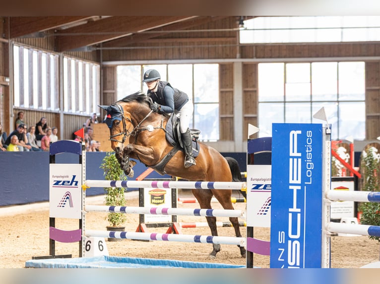 Deutsches Reitpferd Stute 10 Jahre 169 cm Brauner in Freudenstadt