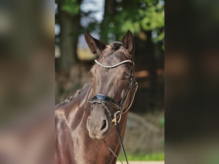 Deutsches Reitpferd Stute 10 Jahre 170 cm Rappe in Werne