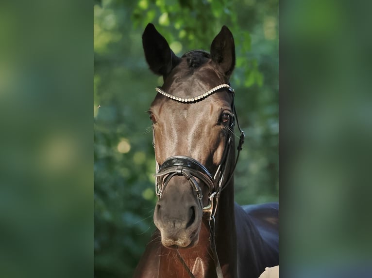 Deutsches Reitpferd Stute 10 Jahre 170 cm Rappe in Werne