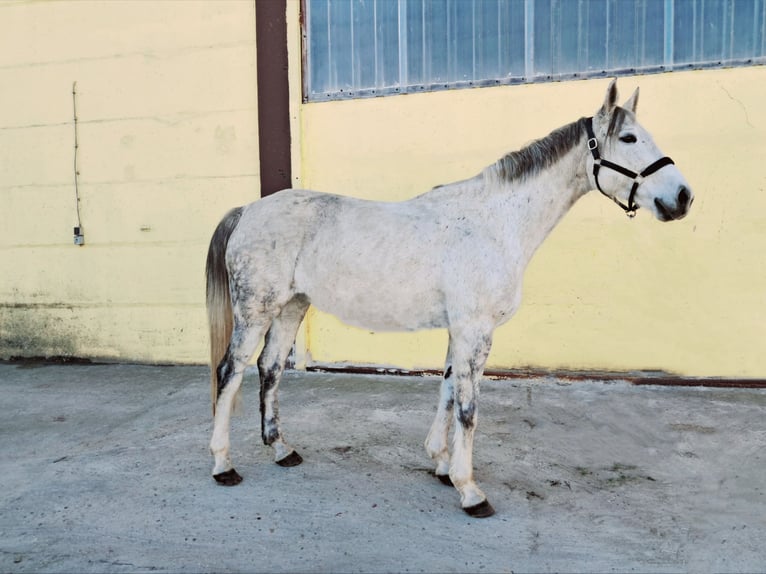 Deutsches Reitpferd Stute 10 Jahre 170 cm Schimmel in Dahme/Mark