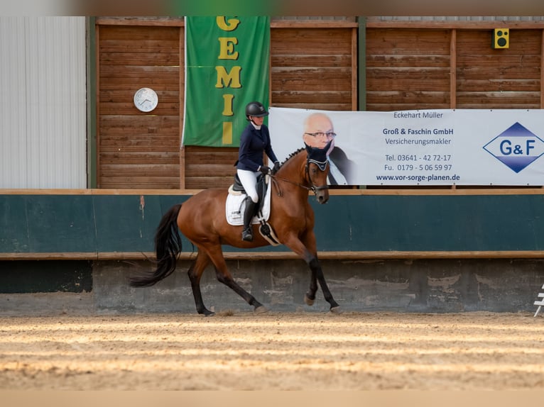 Deutsches Reitpferd Stute 10 Jahre 172 cm Brauner in Am Ettersberg