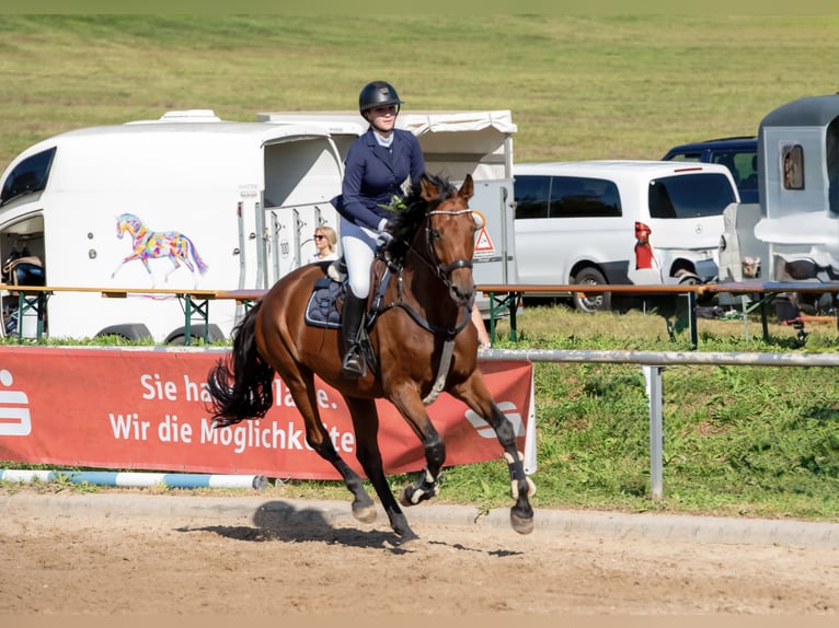 Deutsches Reitpferd Stute 10 Jahre 172 cm Brauner in Am Ettersberg
