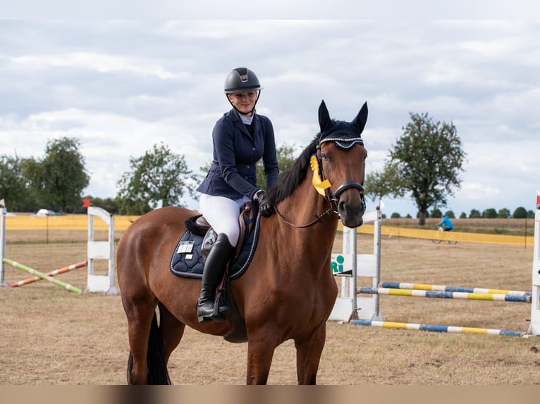Deutsches Reitpferd Stute 10 Jahre 172 cm Brauner in Am Ettersberg