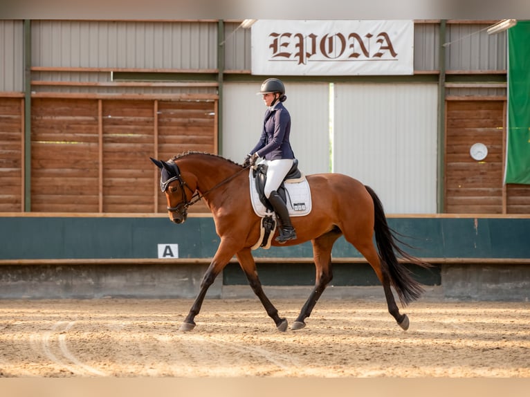 Deutsches Reitpferd Stute 10 Jahre 172 cm Brauner in Am Ettersberg