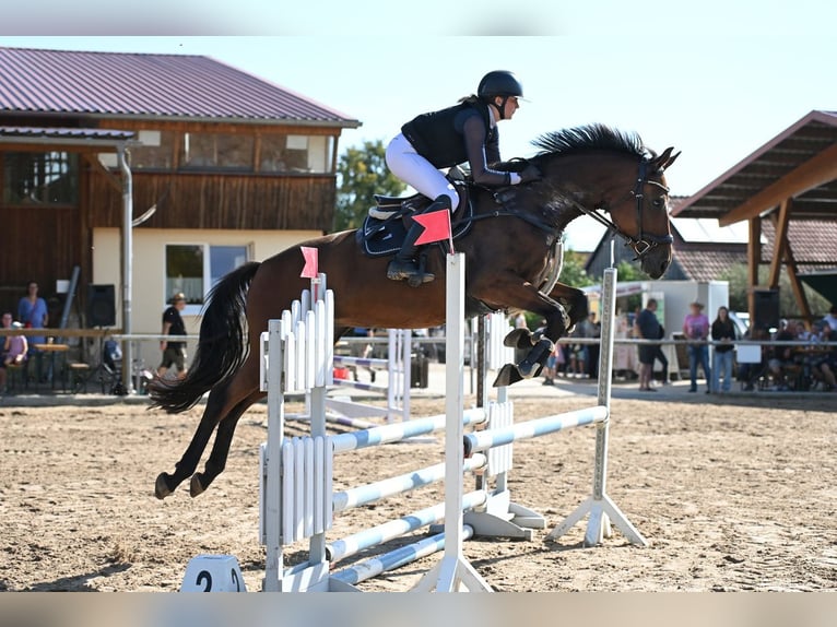 Deutsches Reitpferd Stute 10 Jahre 172 cm Brauner in Am Ettersberg