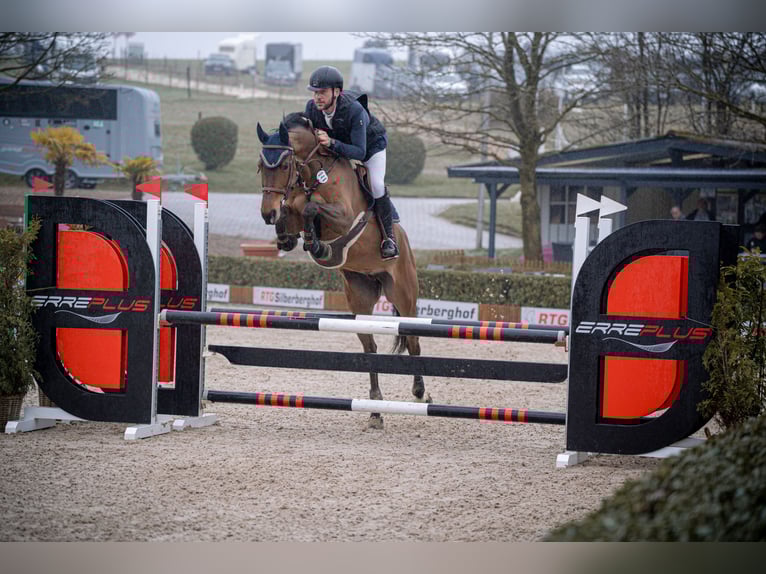 Deutsches Reitpferd Stute 10 Jahre 172 cm Brauner in Wermelskirchen
