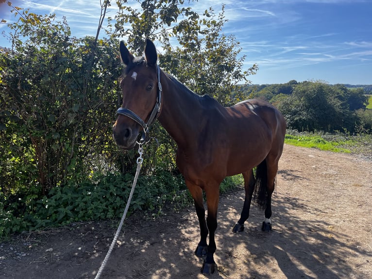Deutsches Reitpferd Stute 10 Jahre 172 cm Brauner in Wermelskirchen