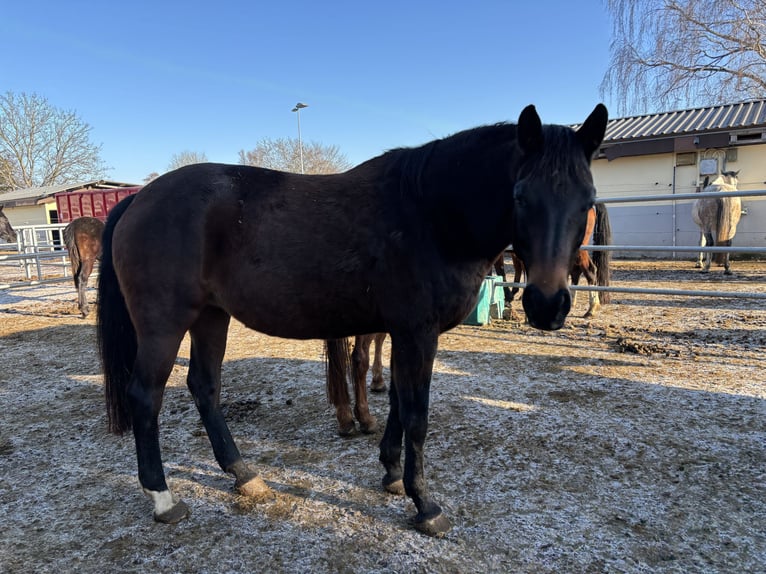 Deutsches Reitpferd Stute 10 Jahre 176 cm Dunkelbrauner in Mengen