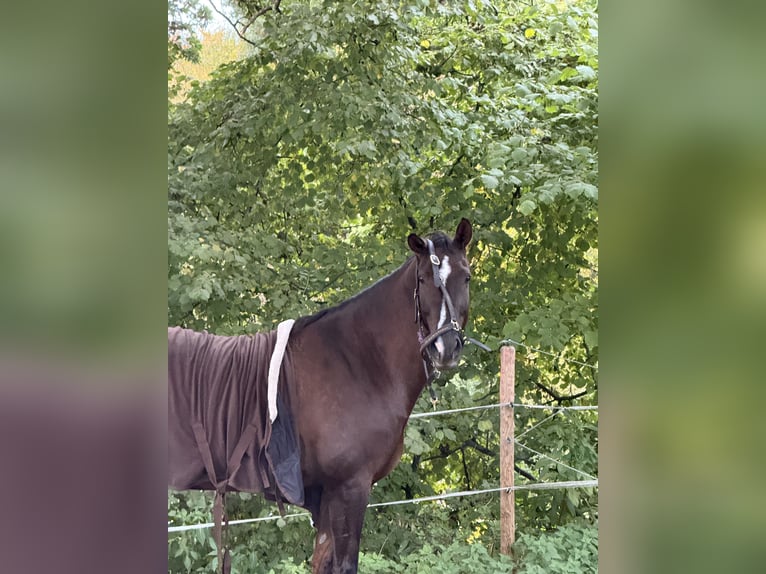 Deutsches Reitpferd Stute 10 Jahre 180 cm Dunkelfuchs in Ochsenhausen