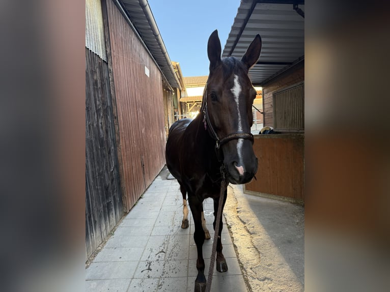 Deutsches Reitpferd Stute 10 Jahre 180 cm Dunkelfuchs in Ochsenhausen