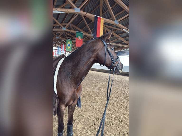 Deutsches Reitpferd Stute 10 Jahre 180 cm Dunkelfuchs in Ochsenhausen