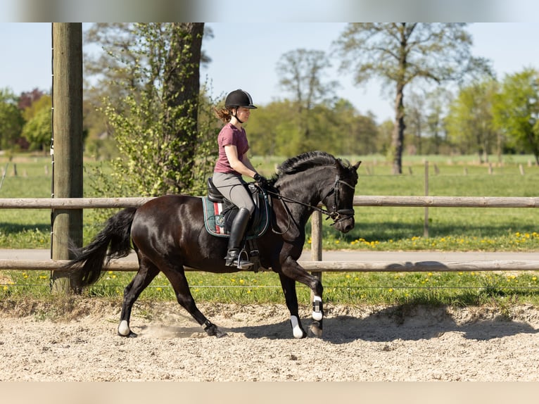 Deutsches Reitpferd Stute 10 Jahre Rappe in Bremen