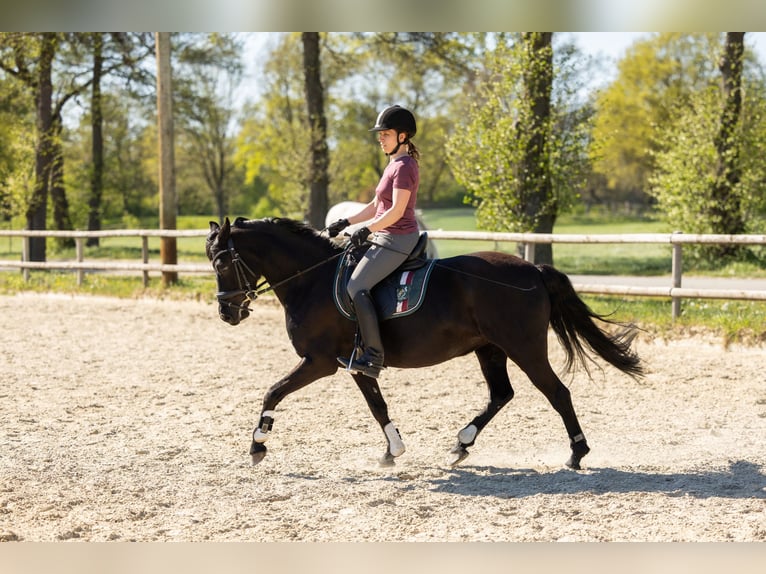 Deutsches Reitpferd Stute 10 Jahre Rappe in Bremen