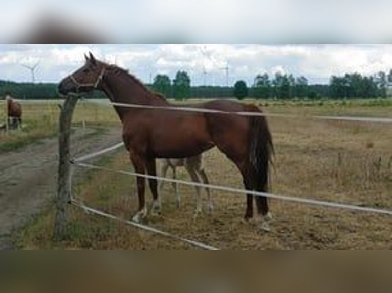 Deutsches Reitpferd Stute 11 Jahre 156 cm Fuchs in Buchhain