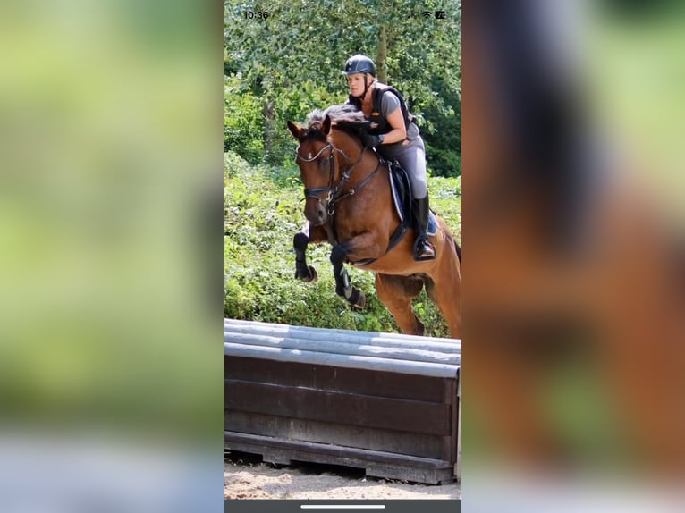 Deutsches Reitpferd Stute 11 Jahre 160 cm Brauner in Stockelsdorf