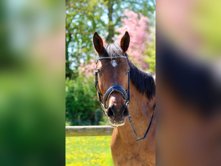 Deutsches Reitpferd Stute 11 Jahre 160 cm Brauner in Stockelsdorf