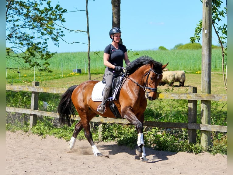 Deutsches Reitpferd Stute 11 Jahre 160 cm Brauner in Stockelsdorf