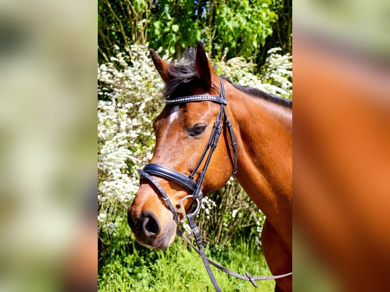 Deutsches Reitpferd Stute 11 Jahre 160 cm Brauner in Stockelsdorf