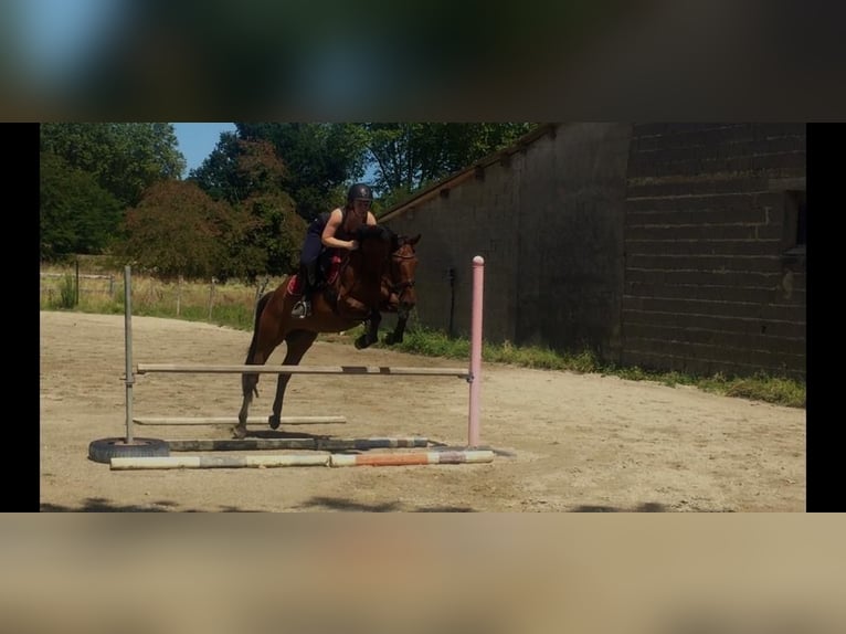 Deutsches Reitpferd Stute 11 Jahre 160 cm Dunkelbrauner in Gro&#xDF;maischeid
