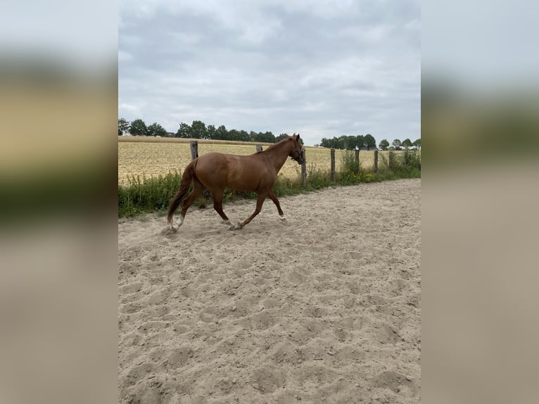 Deutsches Reitpferd Stute 11 Jahre 160 cm Fuchs in Porta Westfalica
