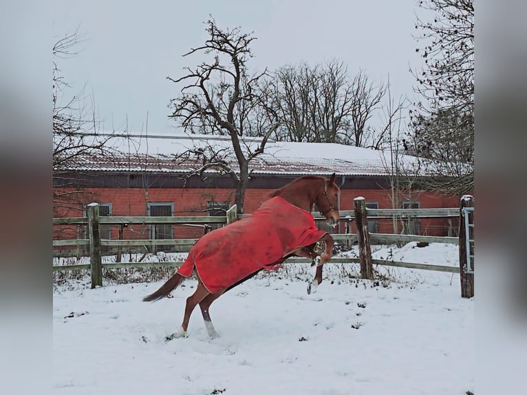 Deutsches Reitpferd Stute 11 Jahre 161 cm Fuchs in Minden