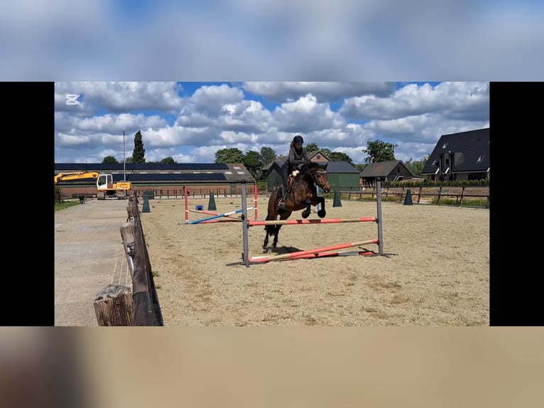 Deutsches Reitpferd Stute 11 Jahre 162 cm Brauner in IJsselstein