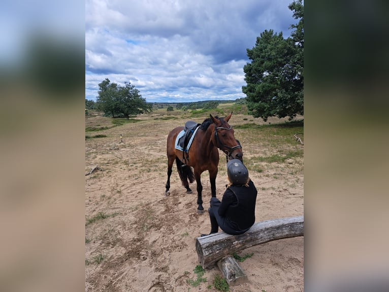 Deutsches Reitpferd Stute 11 Jahre 162 cm Brauner in IJsselstein