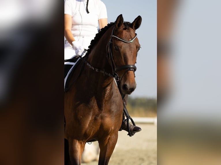 Deutsches Reitpferd Stute 11 Jahre 162 cm Brauner in IJsselstein
