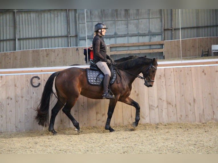 Deutsches Reitpferd Stute 11 Jahre 162 cm Brauner in IJsselstein