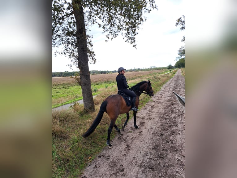 Deutsches Reitpferd Stute 11 Jahre 162 cm Brauner in IJsselstein