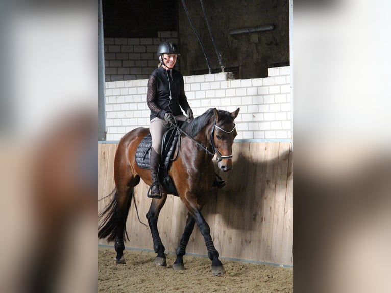 Deutsches Reitpferd Stute 11 Jahre 162 cm Brauner in IJsselstein