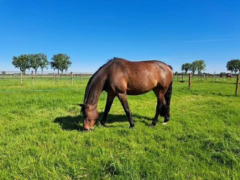 Deutsches Reitpferd Stute 11 Jahre 162 cm Brauner in IJsselstein