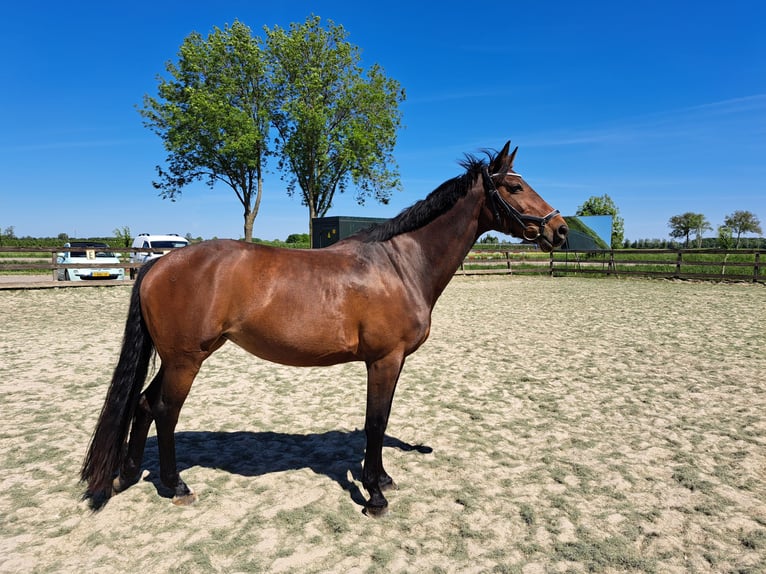 Deutsches Reitpferd Stute 11 Jahre 162 cm Brauner in IJsselstein