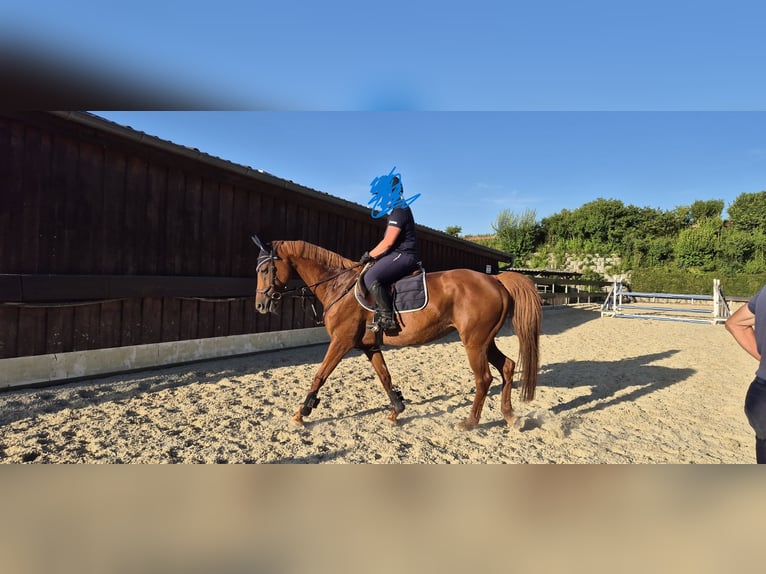Deutsches Reitpferd Stute 11 Jahre 163 cm Fuchs in Pfaffenhofen Deutsches Reitpferd Stute 11 Jahre 163 cm Fuchs in Pfaffenhofen