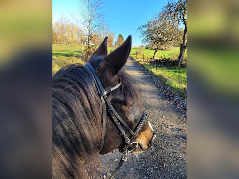 Deutsches Reitpferd Stute 11 Jahre 166 cm Schecke in Hadamar