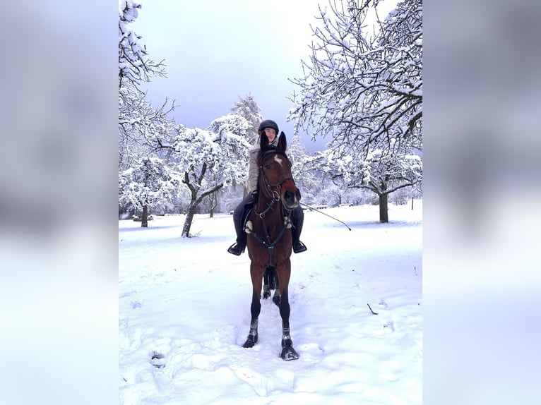 Deutsches Reitpferd Stute 11 Jahre 167 cm Brauner in Neuffen