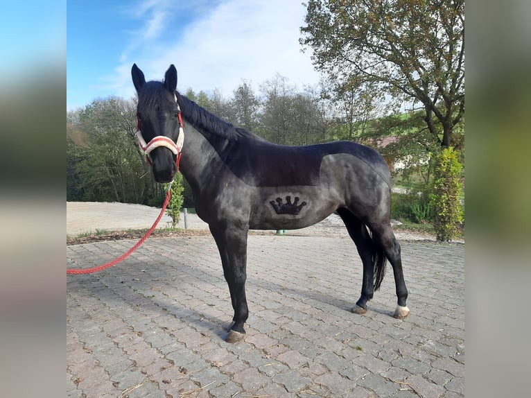 Deutsches Reitpferd Stute 11 Jahre 168 cm Rappe in Nessetal