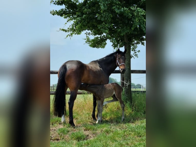 Deutsches Reitpferd Stute 11 Jahre 169 cm Brauner in Herten