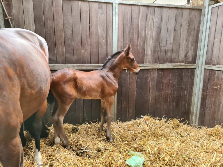 Deutsches Reitpferd Stute 11 Jahre 169 cm Brauner in Herten