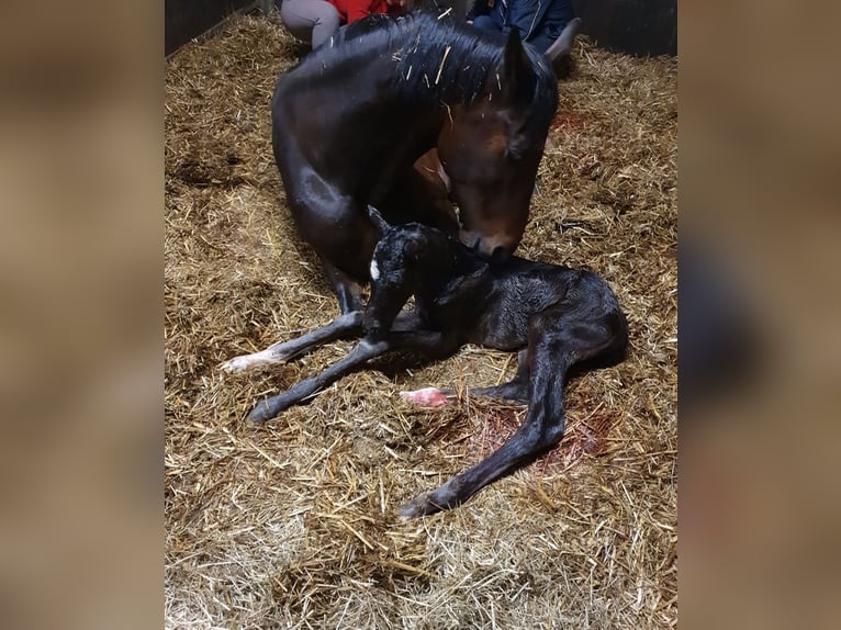 Deutsches Reitpferd Stute 11 Jahre 169 cm Brauner in Herten