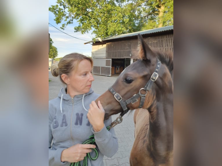 Deutsches Reitpferd Stute 11 Jahre 169 cm Brauner in Herten